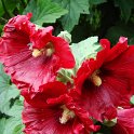Alcea rosea rouge